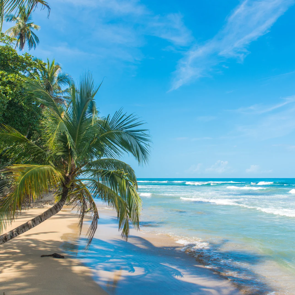 Image of a tropical beach